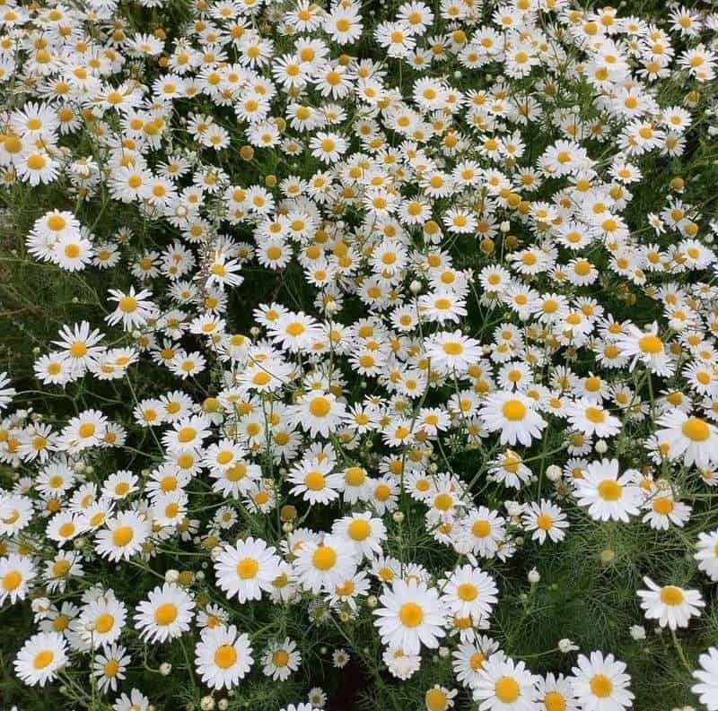 Chamomile (Chamaemelum nobile)