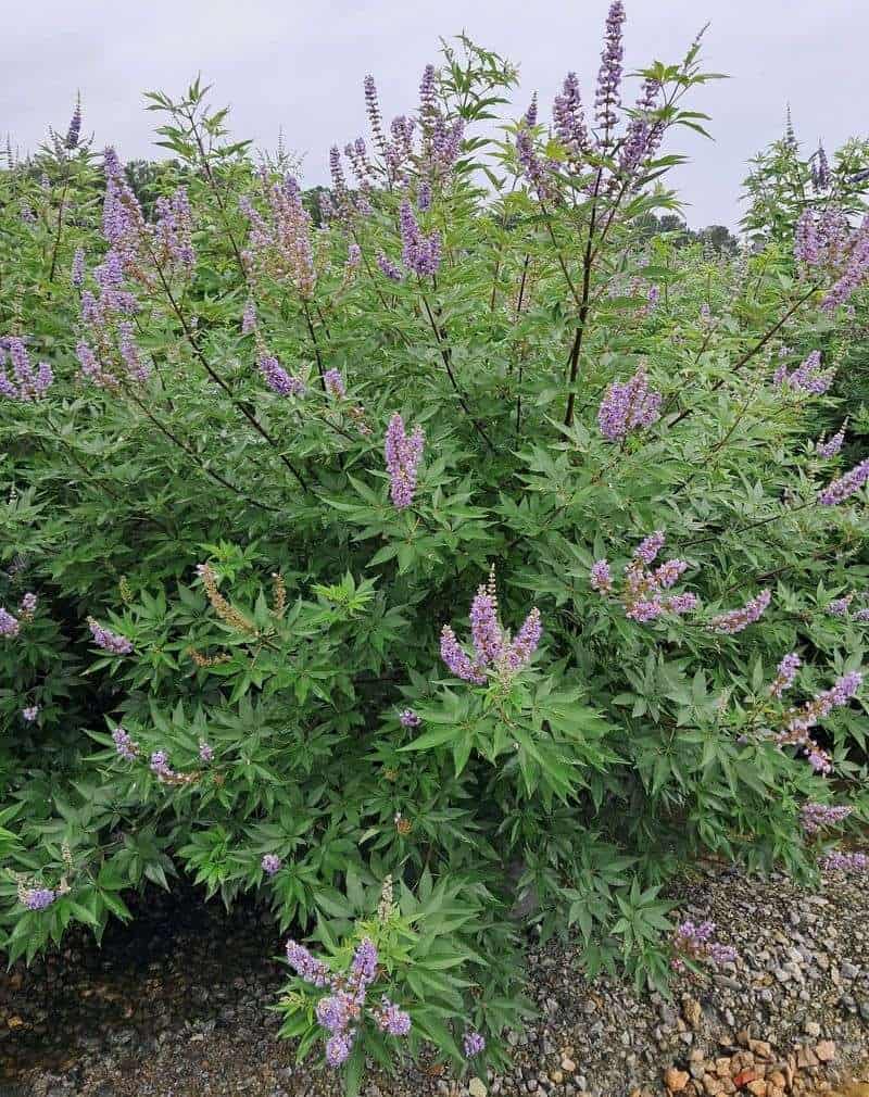 Chaste Tree (Vitex agnus-castus)