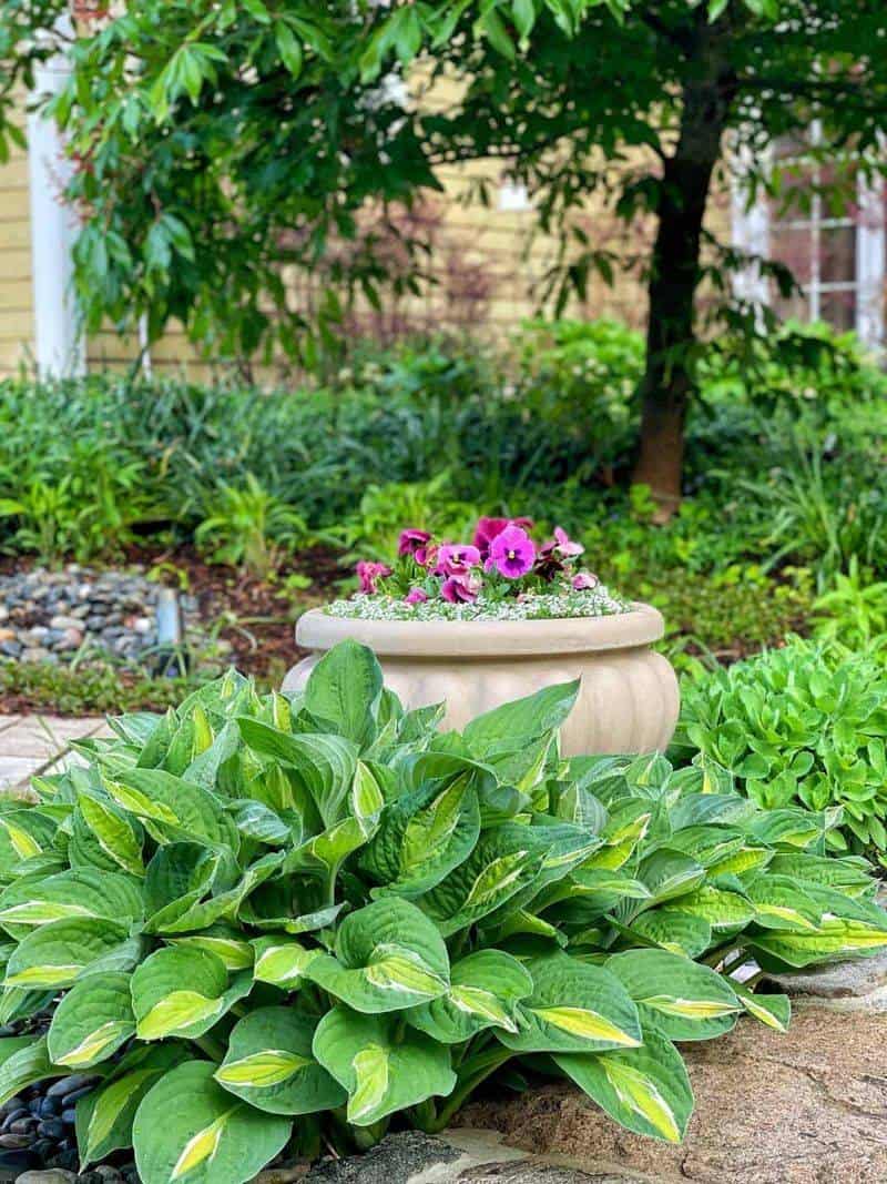 Hosta (Hosta sieboldiana)
