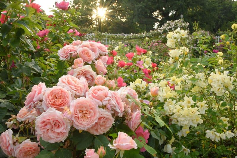 Pink Rose