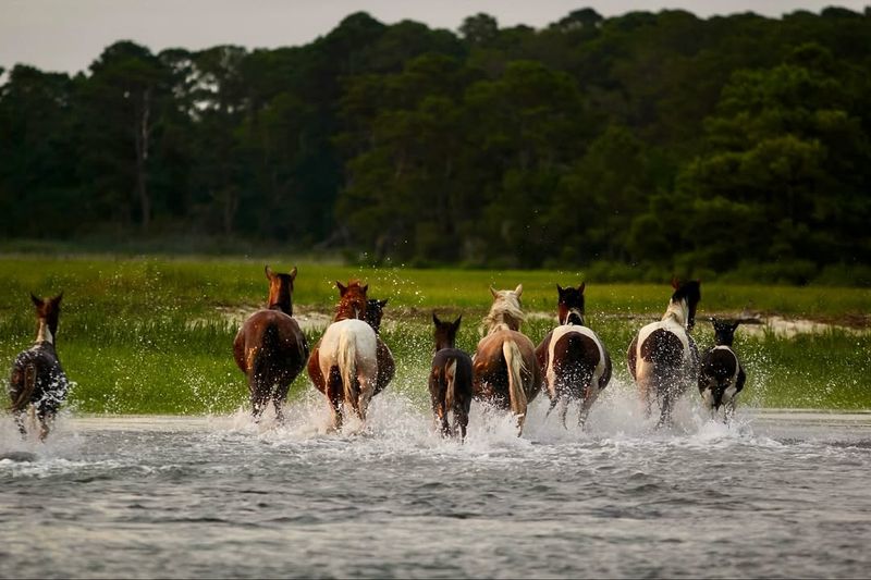 Chincoteague, Virginia