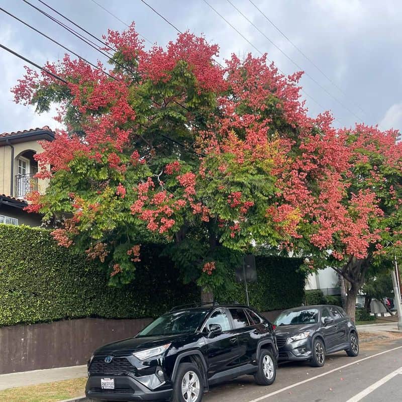 Chinese Flame Tree (Koelreuteria bipinnata)