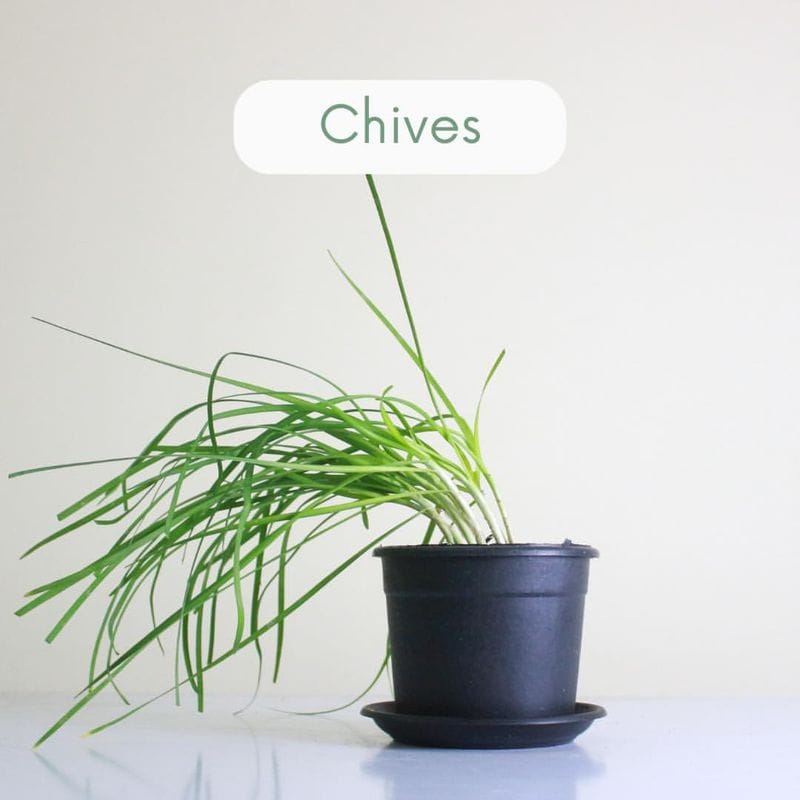 Chives