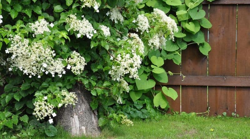 Climbing Hydrangea
