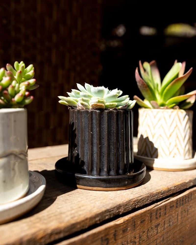 Choose Pots with Drainage Holes