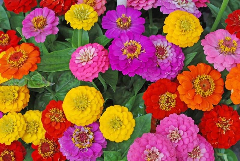 Plant in Full Sun