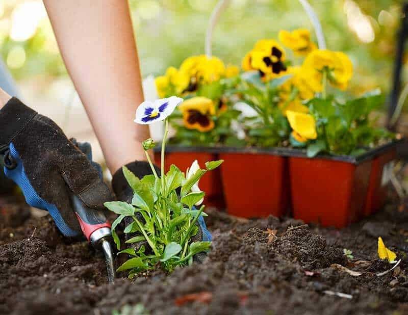 Optimal Planting Time