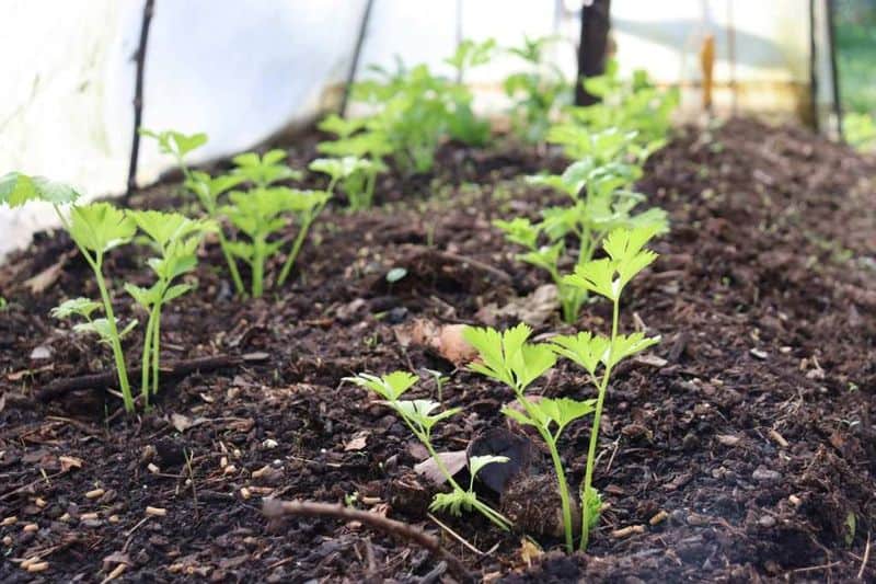 Prepare Nutrient-Rich Soil
