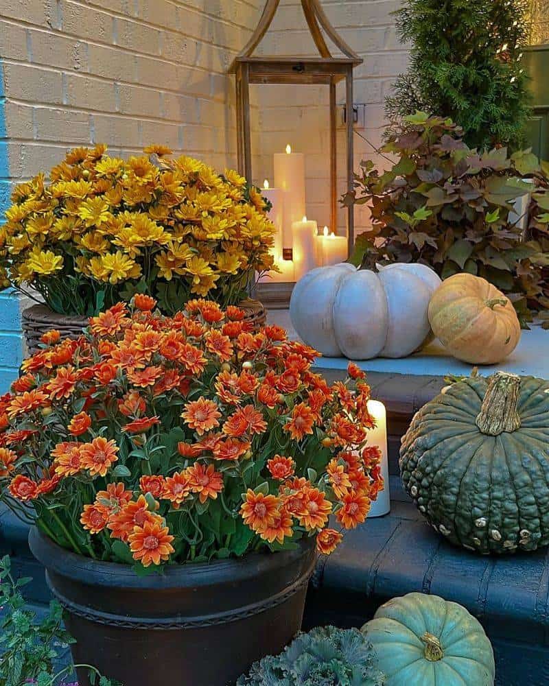 Chrysanthemums (Chrysanthemum spp.)