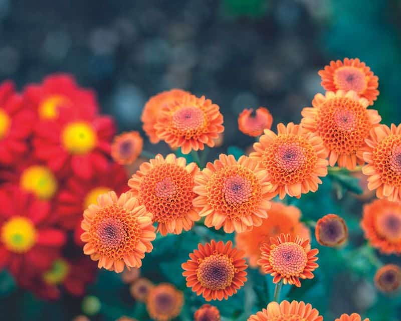 Chrysanthemums (Chrysanthemum spp.)