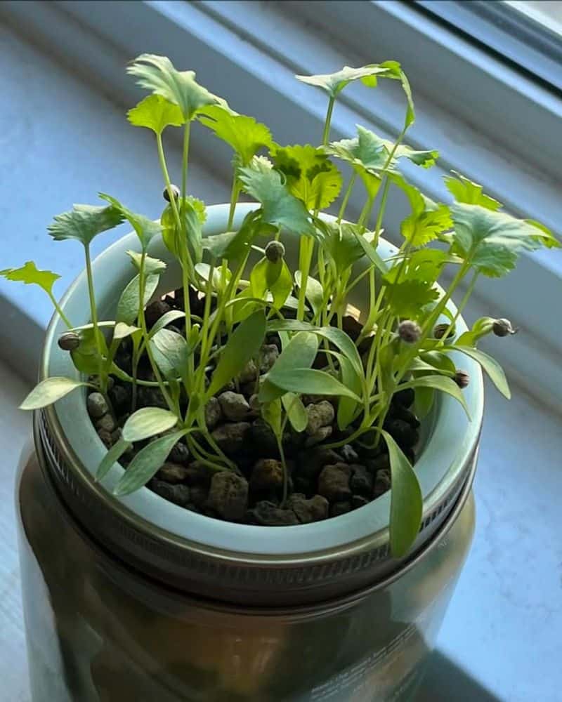 Cilantro (Coriander)