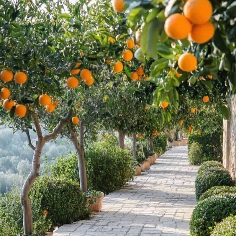 Citrus Trees