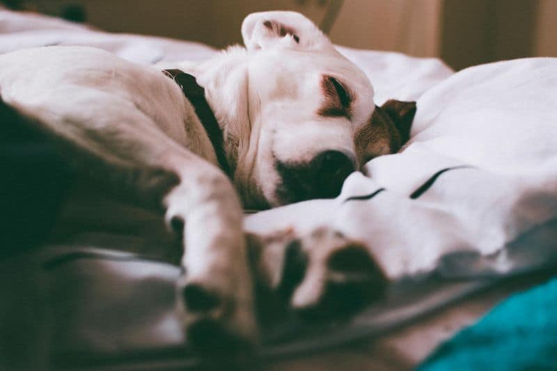 Clean Pet Bedding Frequently