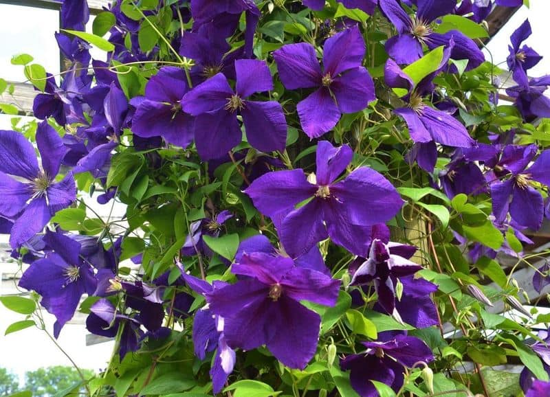 Clematis 'Jackmanii' (Clematis × jackmanii)