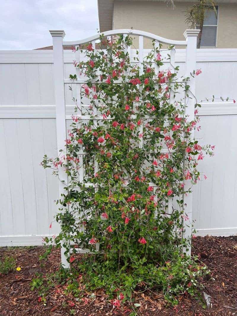 Coral Honeysuckle