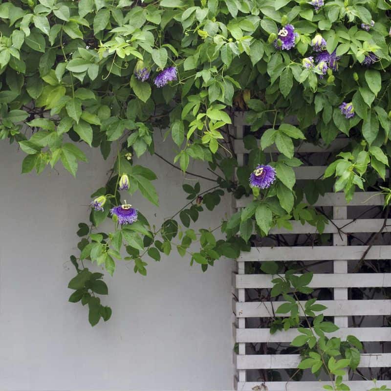Passionflower