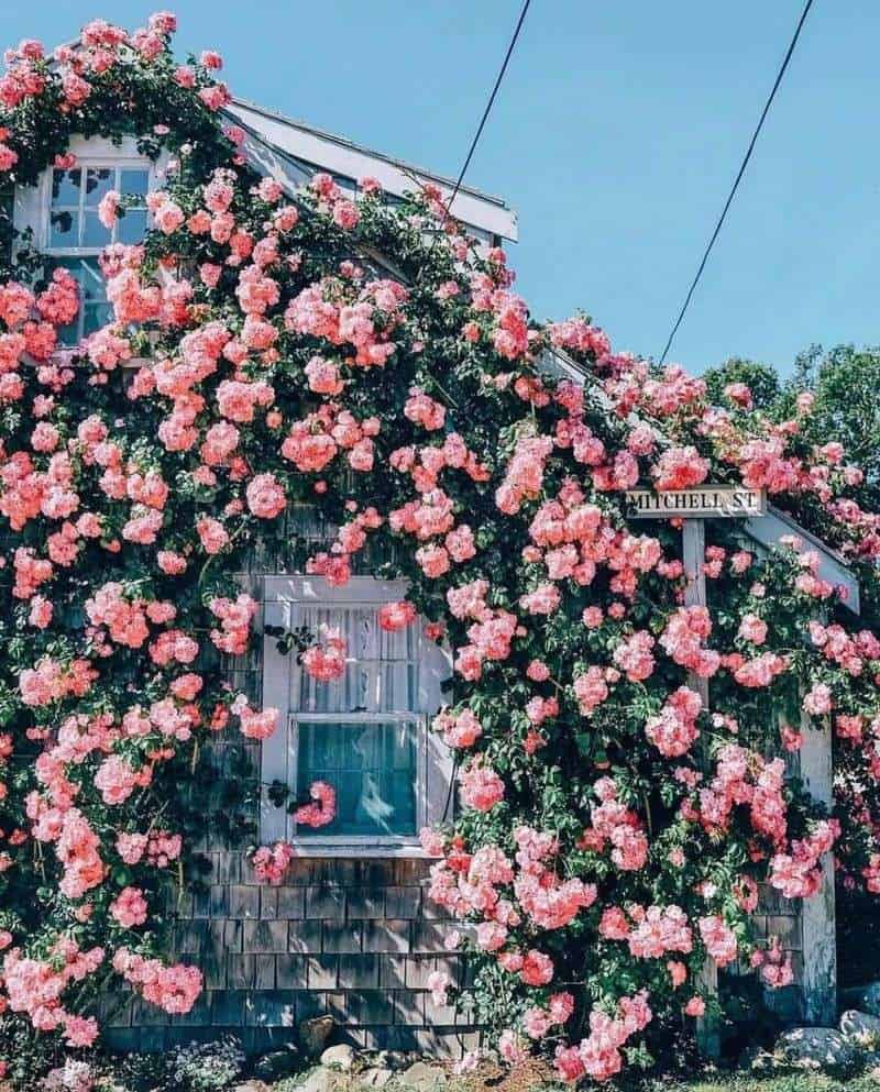 Climbing Rose