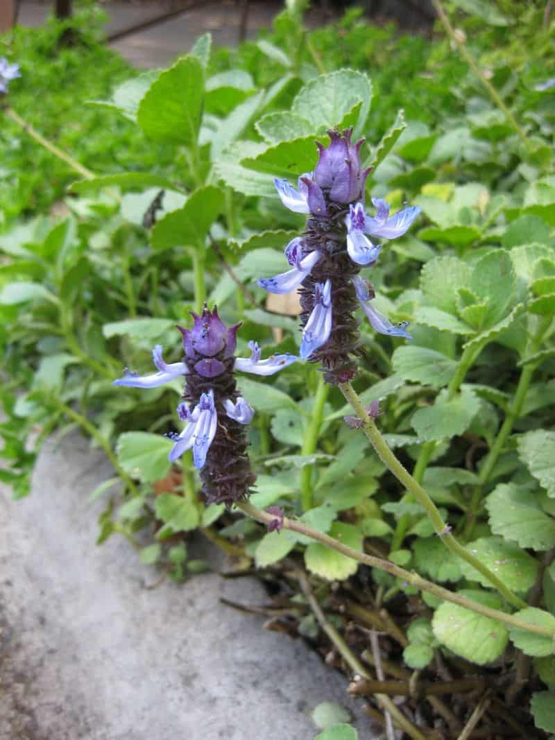 Coleus neochilus
