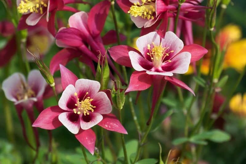 Columbine (Aquilegia spp.)