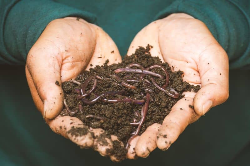 Compost Enrichment