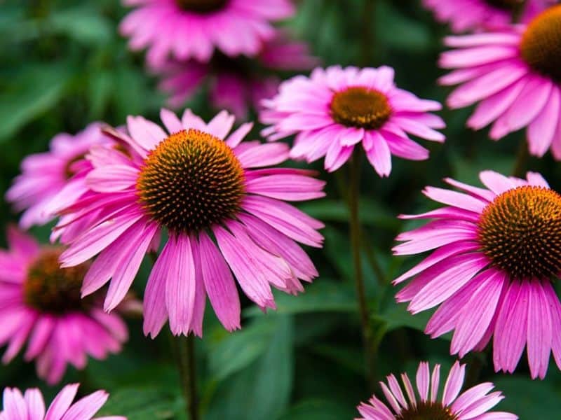 Coneflower (Echinacea purpurea)