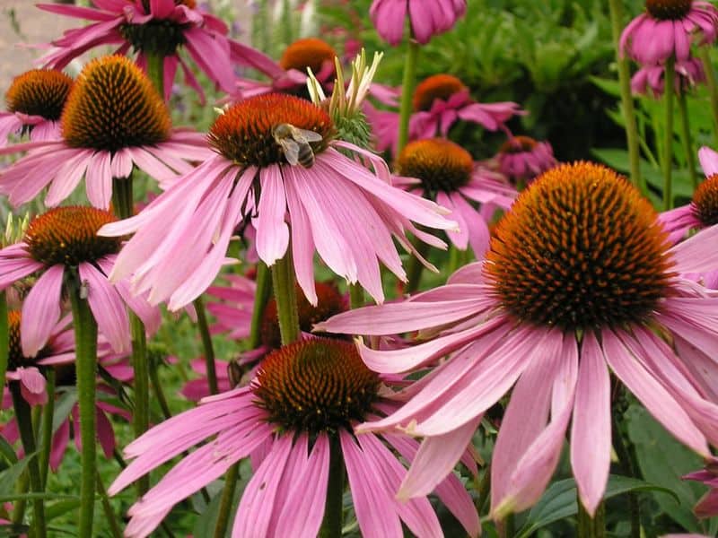 Coneflower (Echinacea spp.)