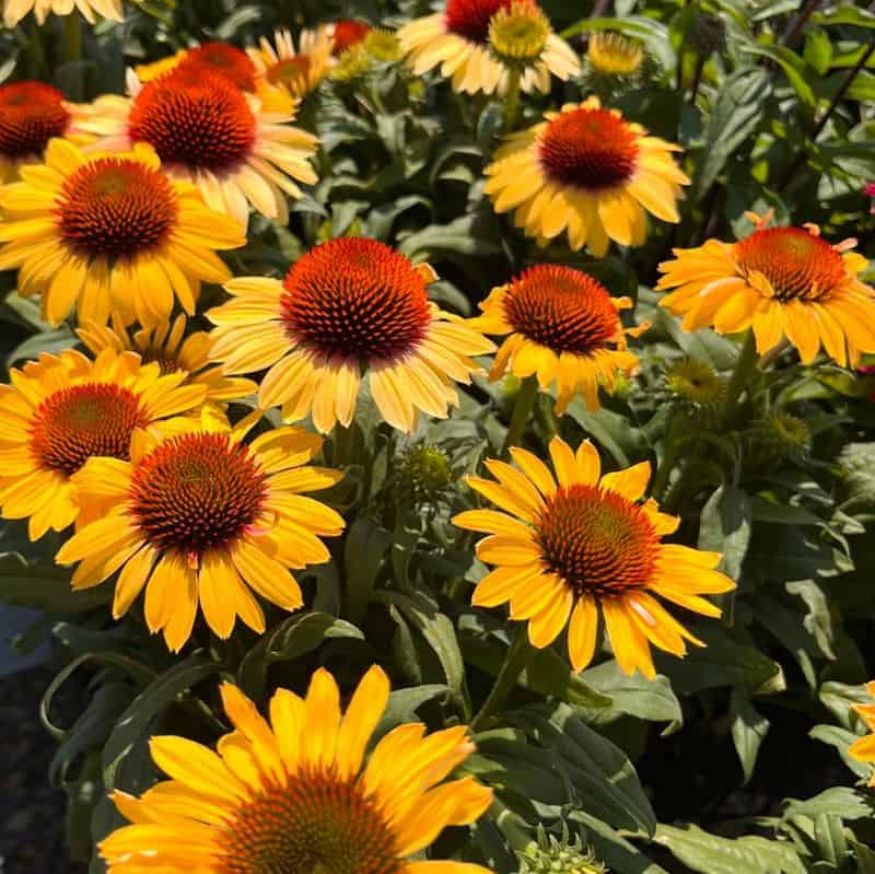 Coneflower (Echinacea 'Yellow My Darling')