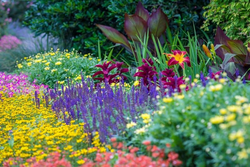 Daylilies and Salvia