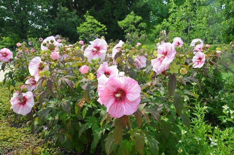 Companion Planting