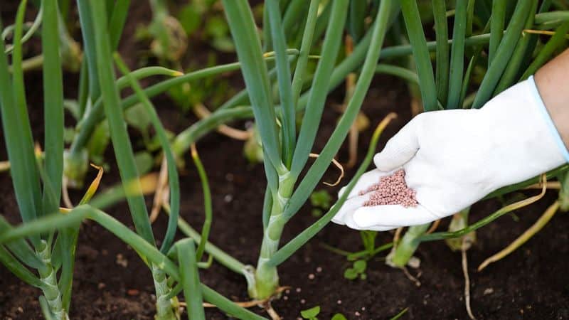 Fertilize Wisely
