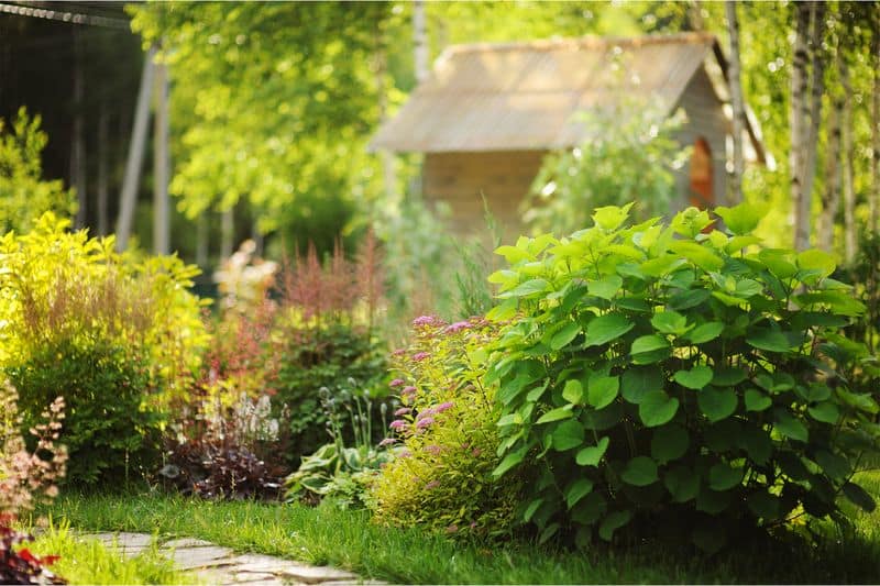 Rain Gardens