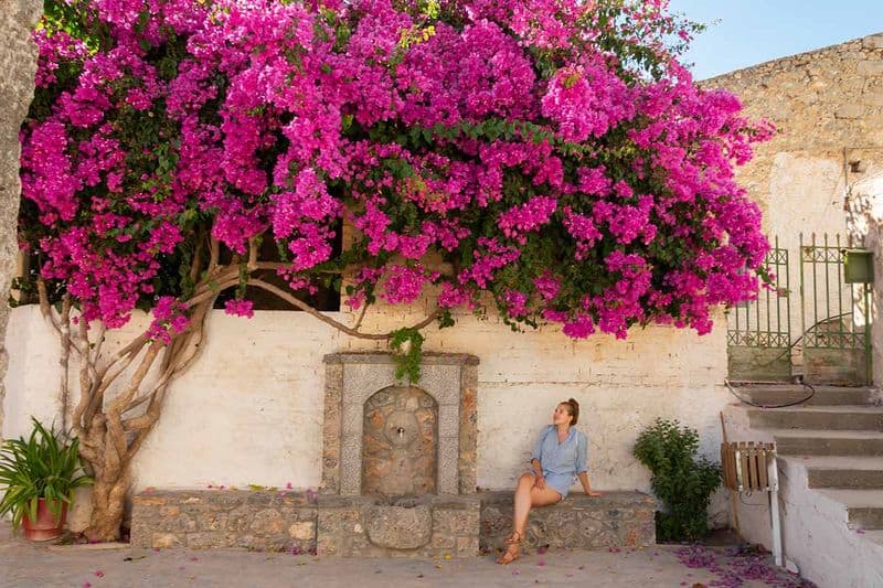 Bougainvillea