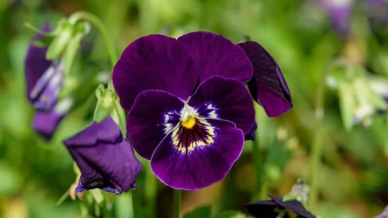 Plum Purple