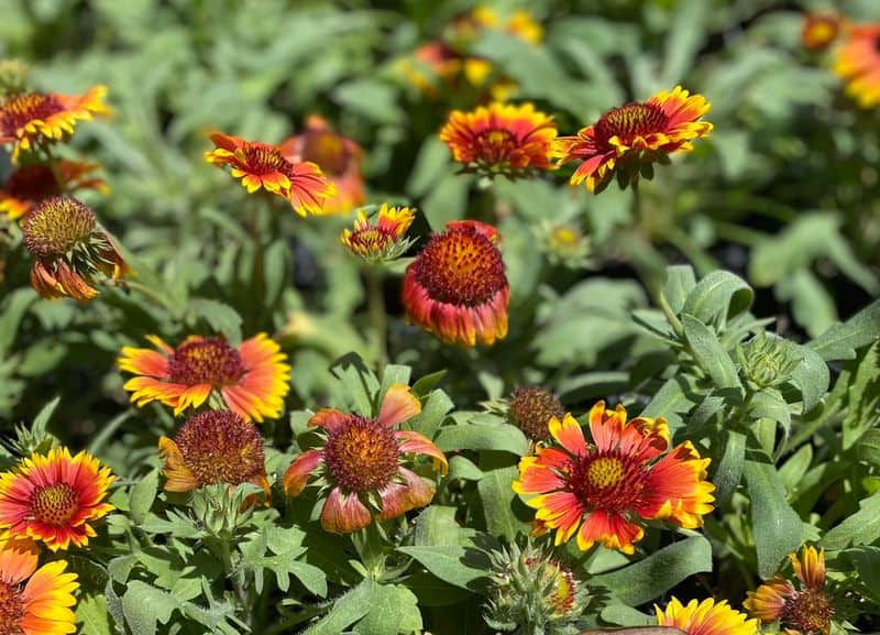 Blanket Flower