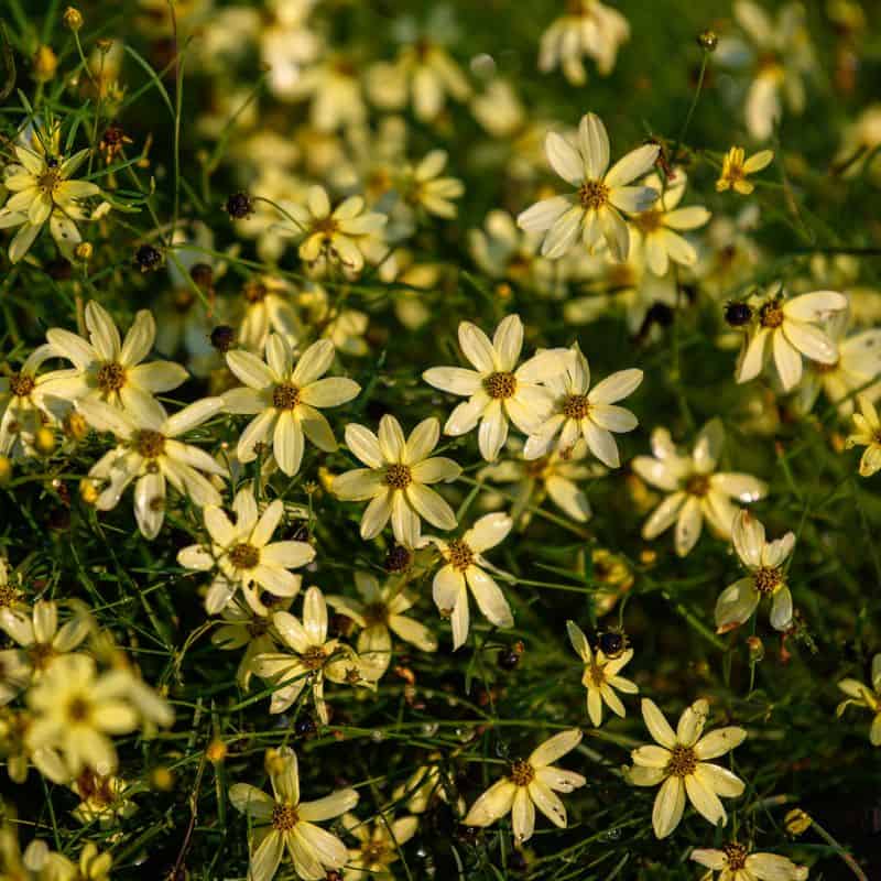 Coreopsis (Coreopsis verticillata 'Moonbeam')