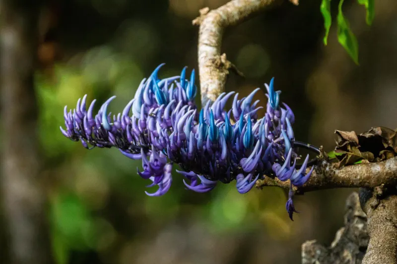 Jade Vine
