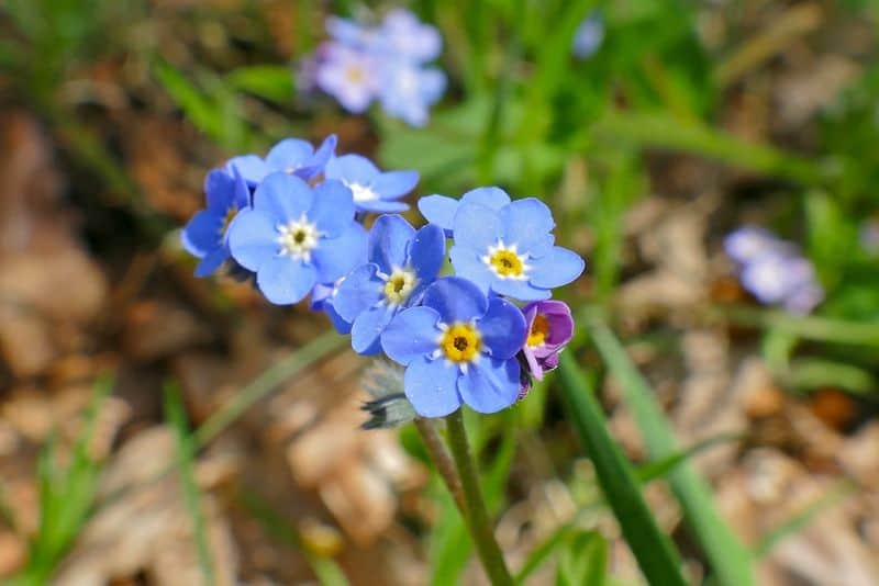 Forget-me-nots