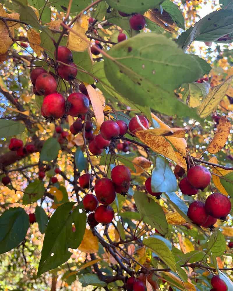 Crabapple (Malus spp.)