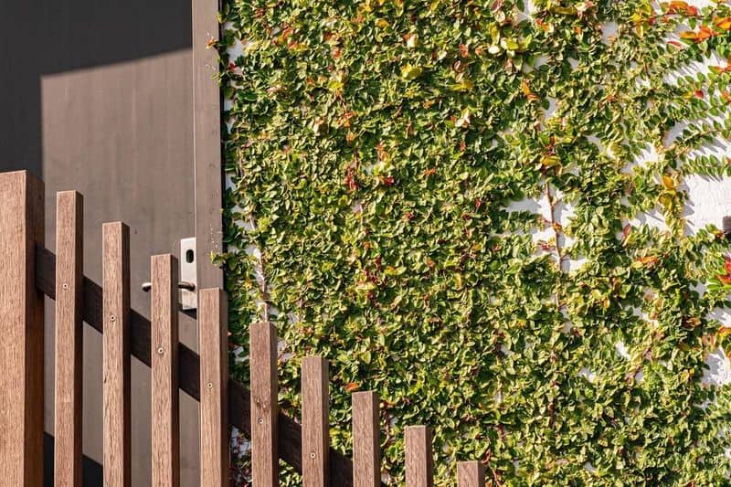 Creeping Fig (Ficus pumila)