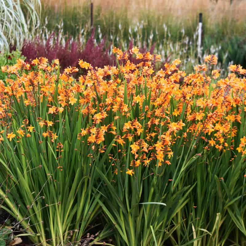 Crocosmia