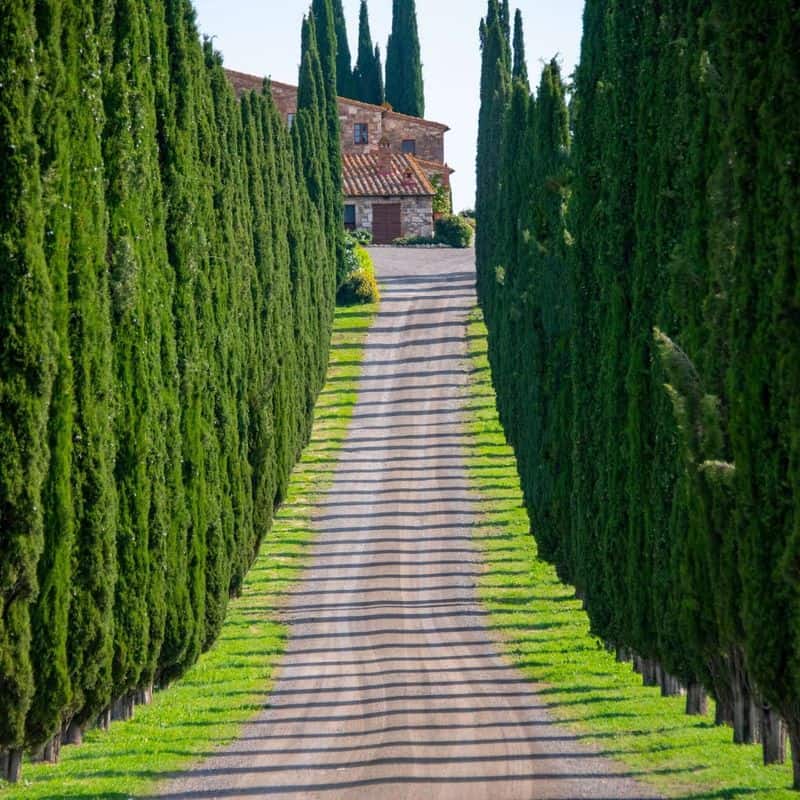 Cypress Privacy Screen