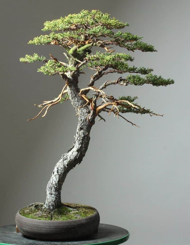 Cypress Tree Bonsai
