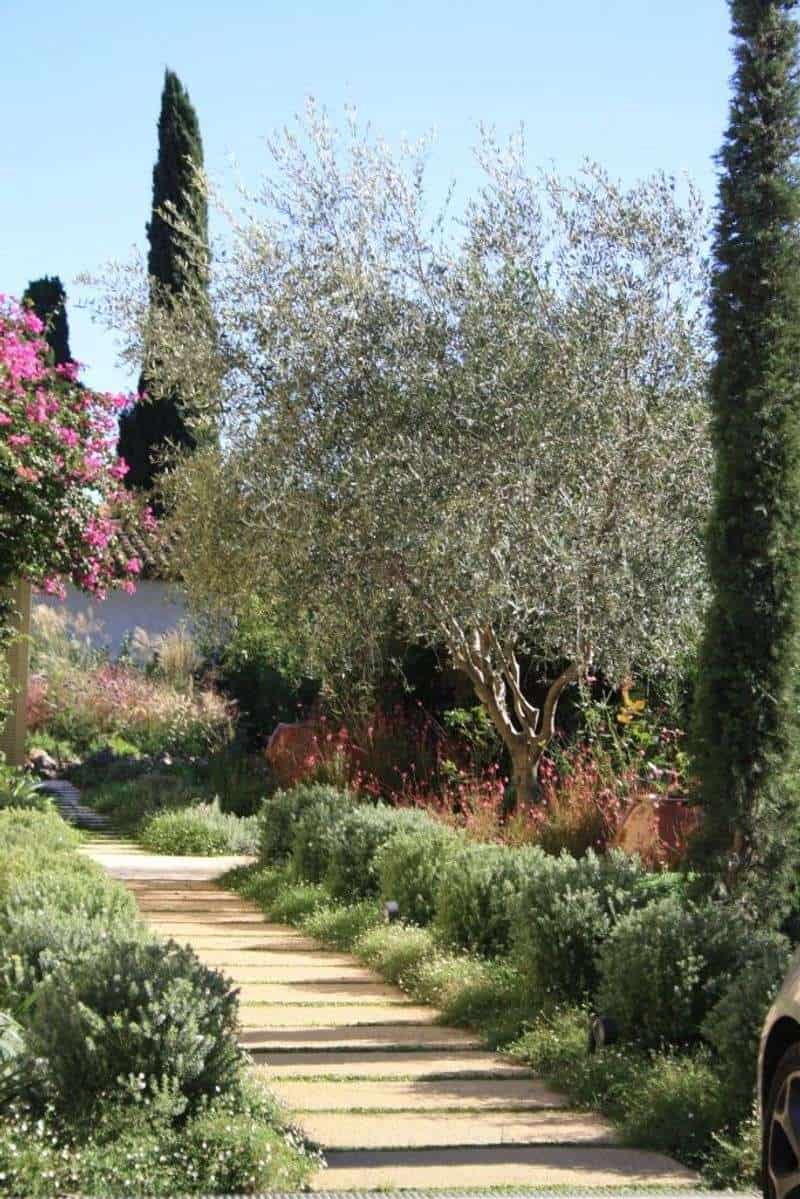 Cypress and Olive Oasis