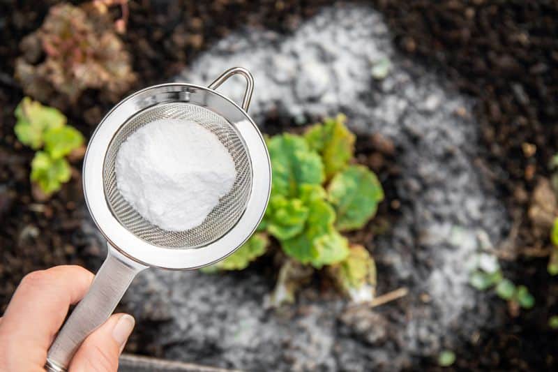 Baking Soda Fungicide