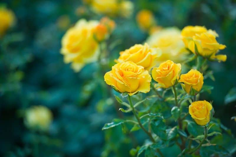 Yellow Rose