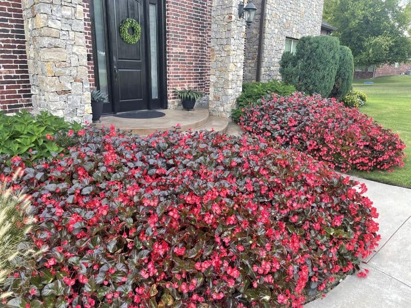 Begonia