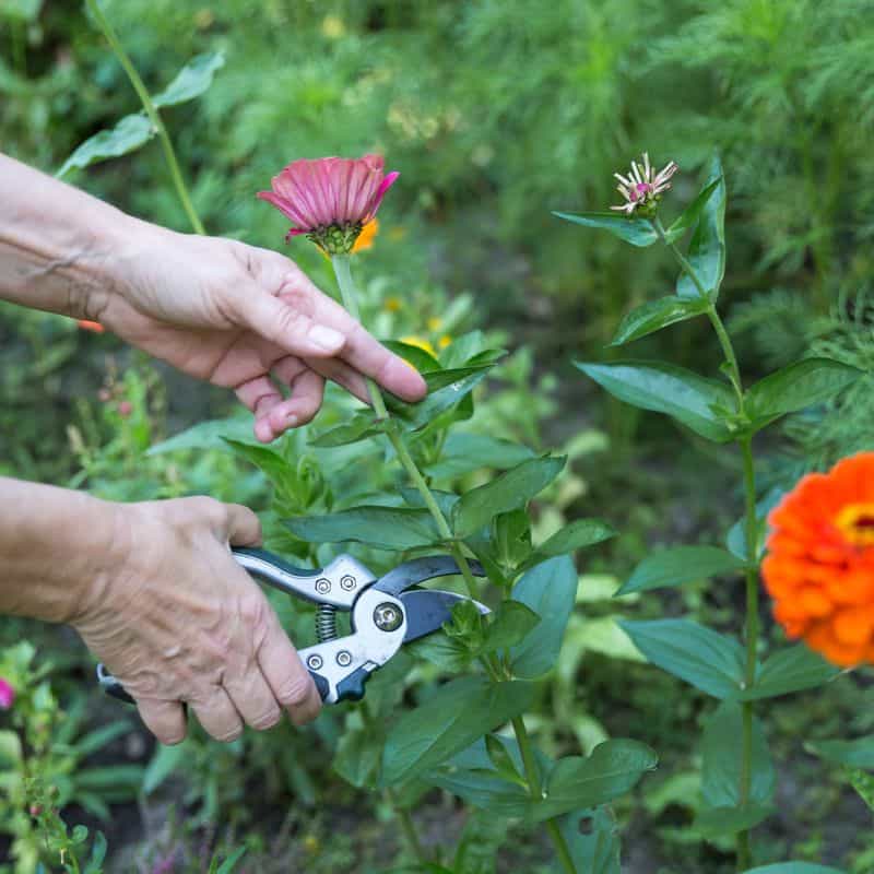 Zinnias