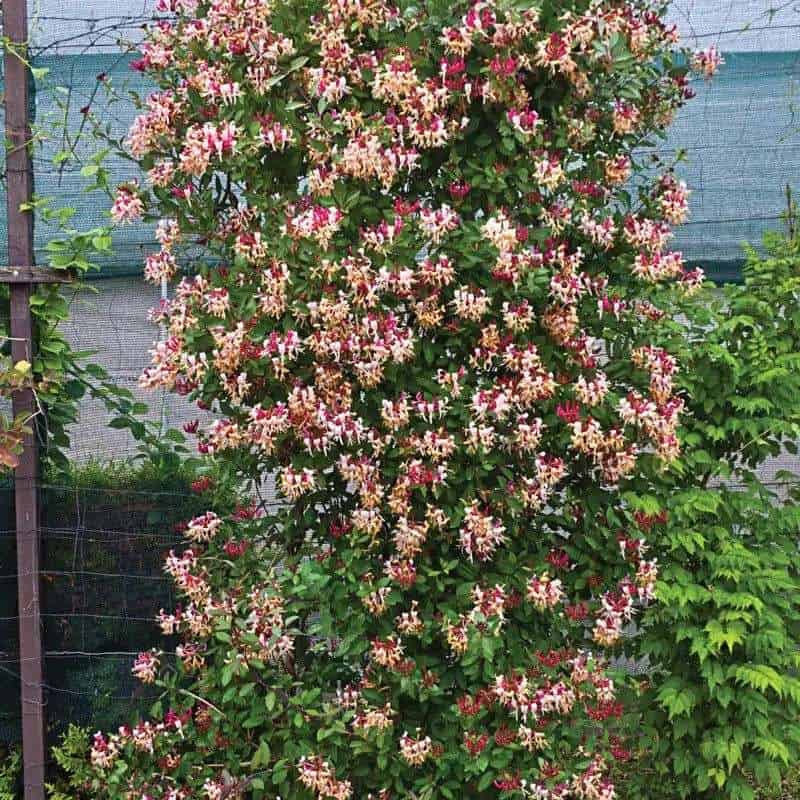 Honeysuckle