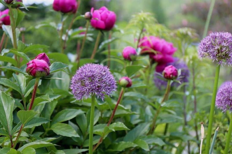 Peonies and Alliums