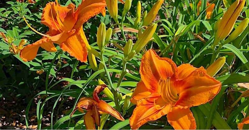 Daylily (Hemerocallis spp.)